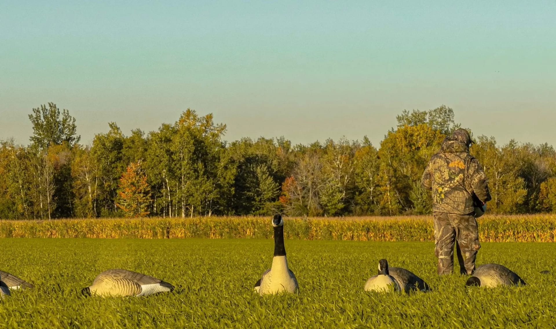 The Decoy Effect What It Is and How to Avoid Falling for It